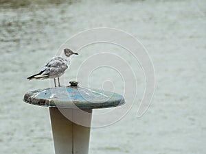 Small young Franklinâ€™s Gull standing on a lamp-post
