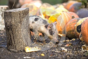 Small young funny dirty pink and black pig piglet feeding outdoors on sunny farmyard on background of pile of big pumpkins. Sow