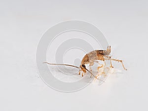 Small, young German cockroach, Blattella germanica, eating crumb