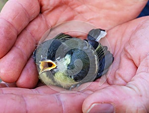 Small, young great tit. Bird in two hands.