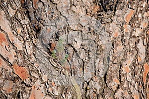 Small young green pine tree sprouting from the trunk of an adult pine tree