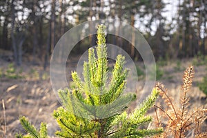 Small young green pine tree  in the sunlight - photo with selective focus