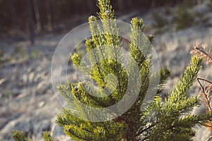 Small young green pine tree  in the sunlight - photo with selective focus