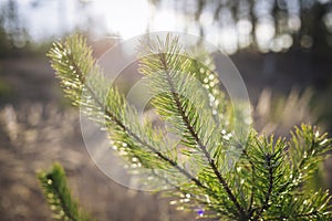 Small young green pine tree  in the sunlight - photo with selective focus