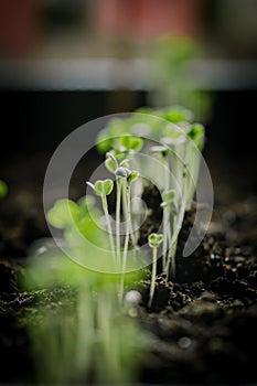 Small young green rapini or turnips seedlings just sprouted from seeds