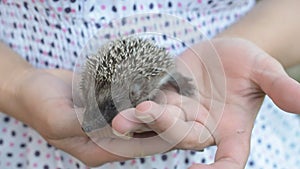 Small young hedgehog moves in human hands