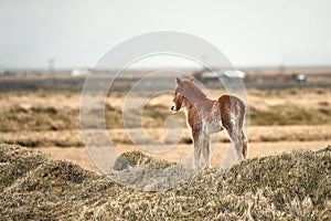 Small, young horse in Iceland