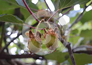 Small and young Kiwi fruits