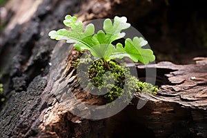 Small young oak tree growing in the forest close up