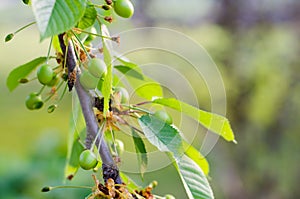 Small young ovaries of cherries. The concept of gardening, DIY, growing fruit, non-GMO, naturalness and usefulness