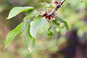 Small young ovaries of cherries. The concept of gardening, DIY, growing fruit, non-GMO, naturalness and usefulness