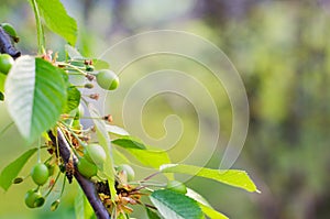 Small young ovaries of cherries. The concept of gardening, DIY, growing fruit, non-GMO, naturalness and usefulness