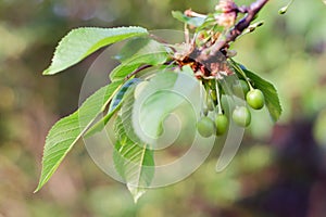 Small young ovaries of cherries. The concept of gardening, DIY, growing fruit, non-GMO, naturalness and usefulness