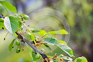 Small young ovaries of cherries. The concept of gardening, DIY, growing fruit, non-GMO, naturalness and usefulness