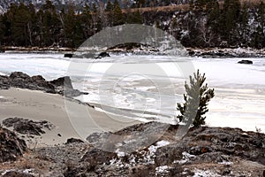 A small young pine tree on a rocky bank of a frozen river surrounded by snow-capped mountains