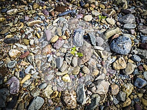 Small young plant is growing on colorful rock.Young green plant or tree with leaves growing out of dry barren stones background