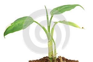 Small young plant grows from a fertile soil