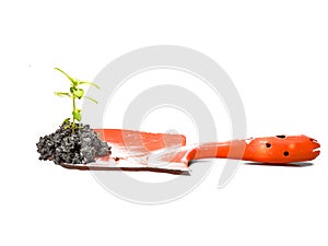Small young plant on spade tool with soil on white background an
