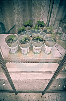 Small  young plants on a window sill behind a window