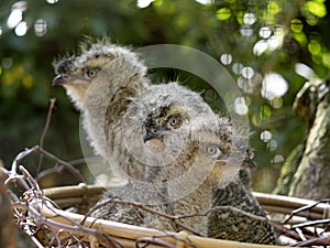 The Small young Red-legged-Seriema, Cariama cristata, sitting on the nest