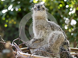 The Small young Red-legged-Seriema, Cariama cristata, sitting on the nest