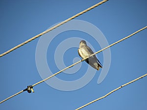 A small young river tern Tachycineta albiventer