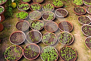 Small Young seedlings of plants in flower nursery