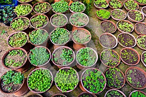Small Young seedlings of plants in flower nursery