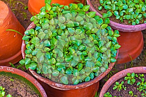 Small Young seedlings of plants in flower nursery