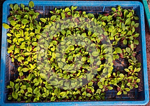 Small Young seedlings of plants in flower nursery