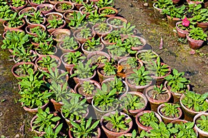 Small Young seedlings of plants in flower nursery