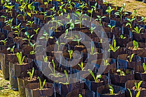 Small Young seedlings of plants in flower nursery