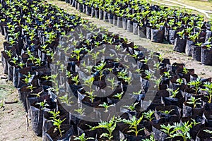 Small Young seedlings of plants in flower nursery