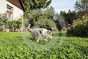 Small, young shetland sheepdog blue merle sheltie puppy in countryside garden