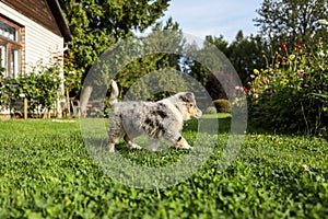 Small, young shetland sheepdog blue merle sheltie puppy in countryside garden