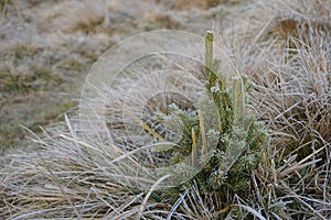 Small young spruce or fir tree growing among dry grass, all covered by hoarfrost on a frosty cold autmn morning.