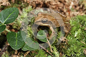 Small young wood frog on moss