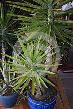 small yuka palms