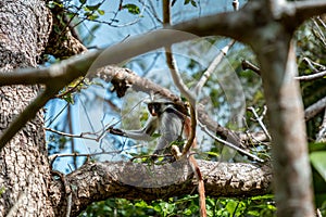 Small Zanzibar Red Colobus monkey