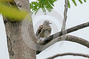 Small zebra dove fledgling resting on a tree branch