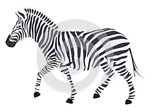 Small zebra,illustration, vector