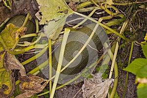 Small zucchini growing in the garden