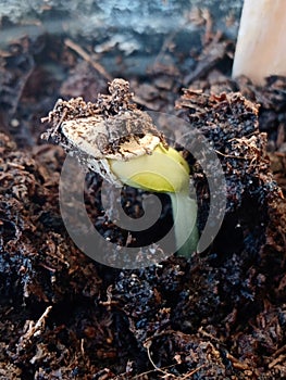 Small zucchini seed sprouting out of soil