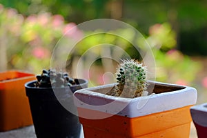 SmallCactus in a pot