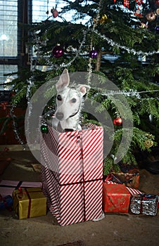 Smalle white dog pops out of a christmas parcel with an attentive look