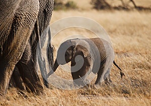 Smallelephant with mather in Amboseli National park