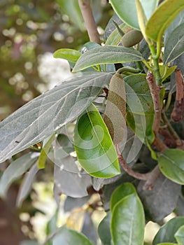 Smaller form of jackfruit growung from jackfruit tree