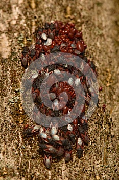 Lime seed bug Oxycarenus levaterae making group for winter hibernation