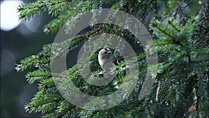 Smallest bird in Europe - Goldcrest, Regulus regulus in the middle of spruce branches