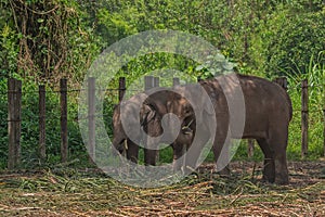 The smallest Borneo Pygmies elephant